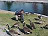 4josh_feedgeese3.jpg