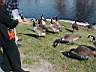 4joshjanis_feedgeese.jpg